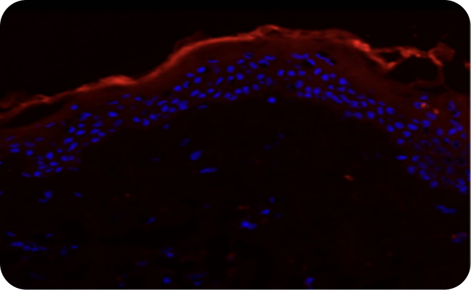 Tecnología Placebo Body Lotion