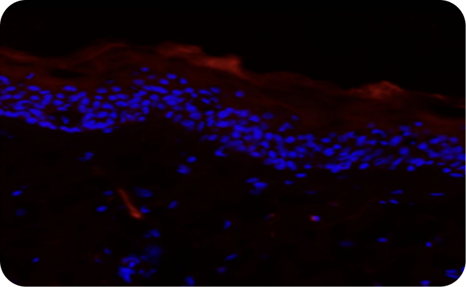 Tecnología Test Body Lotion